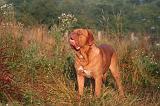 DOGUE DE BORDEAUX 359